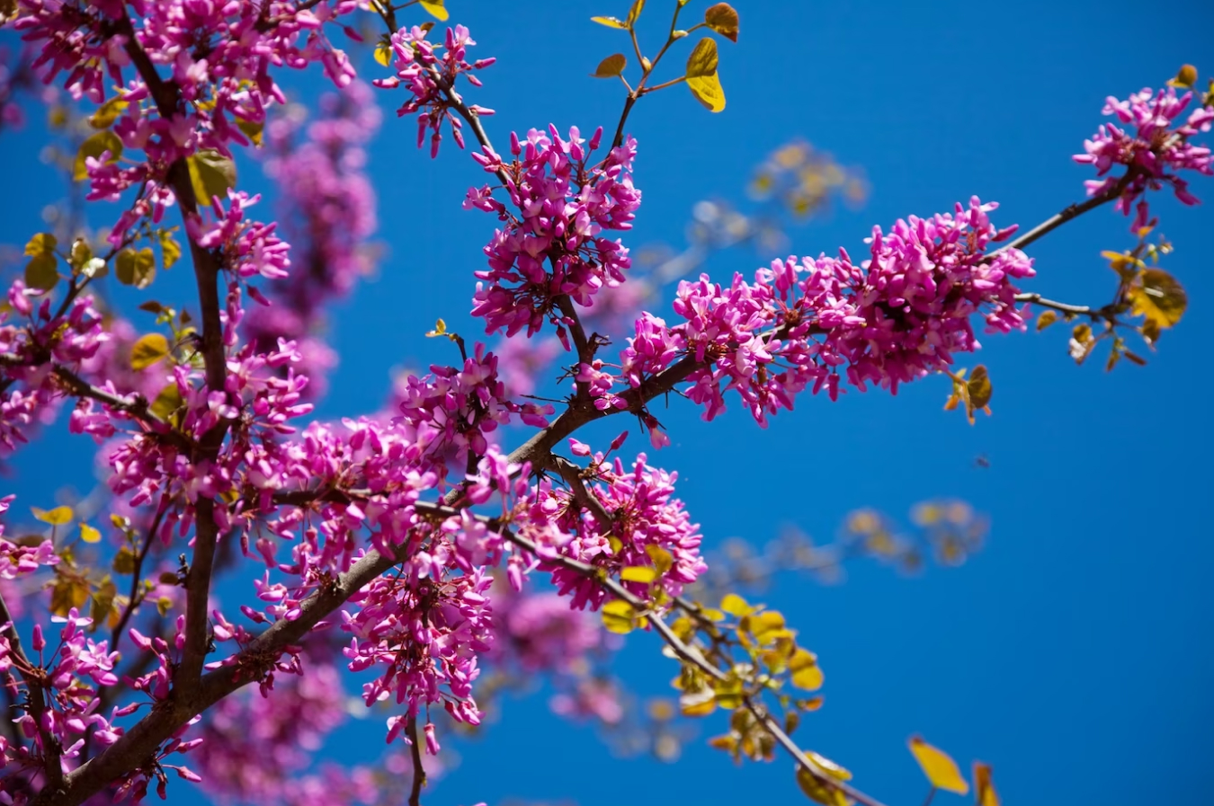 _lugares para viajar na primavera 2